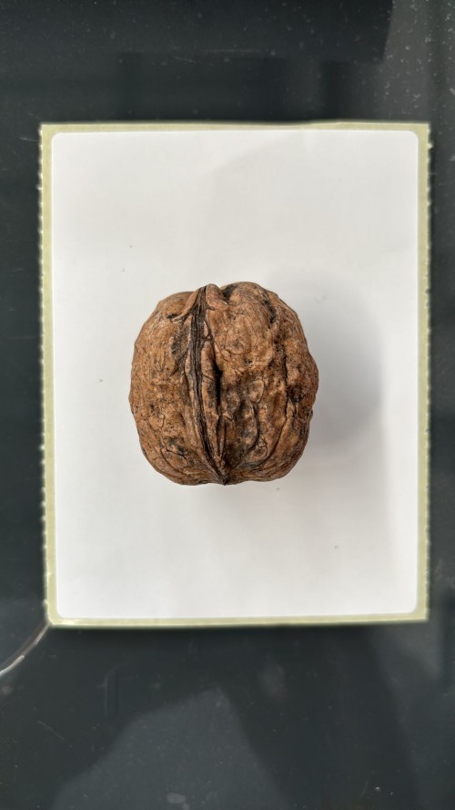 imagen de Nueces para cercones de cochinos